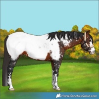 Horse Color:Bay Near Fewspot 