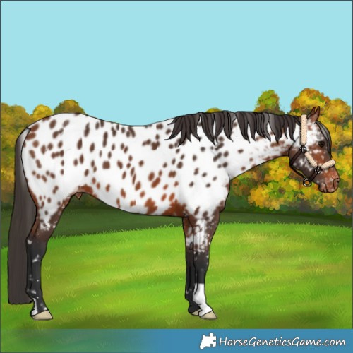 Horse Color:Bay Near Leopard 