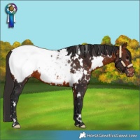 Horse Color:White Spotted Bay Snowcap 