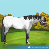 Horse Color:Brown Roan Snowcap 