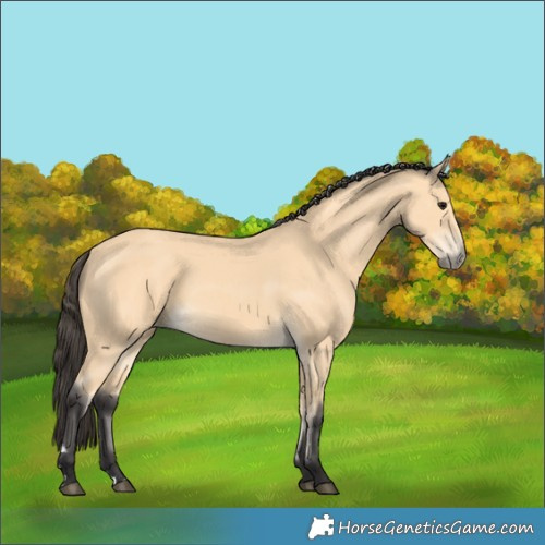 Horse Color:Buckskin