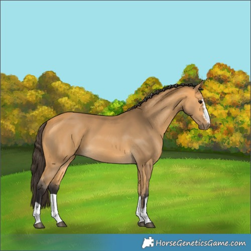 Horse Color:Buckskin 