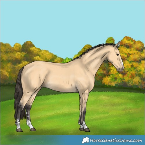 Horse Color:Buckskin