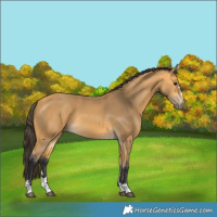 Horse Color:Buckskin
