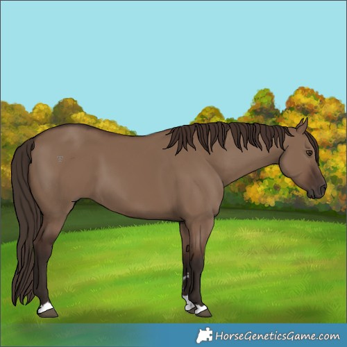 Horse Color:Liver Red Dun