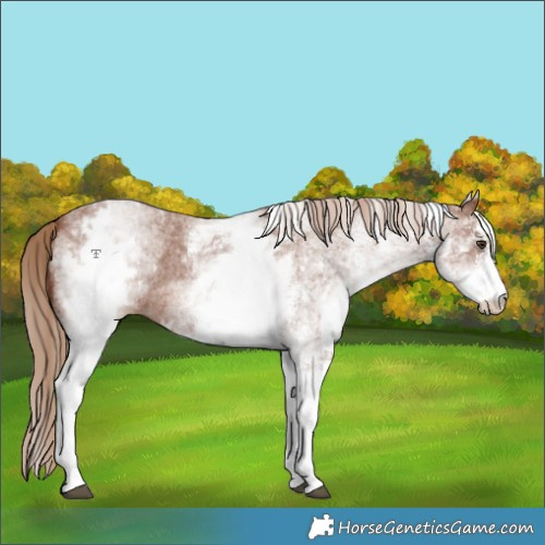 Horse Color:White Spotted Chestnut Sabino