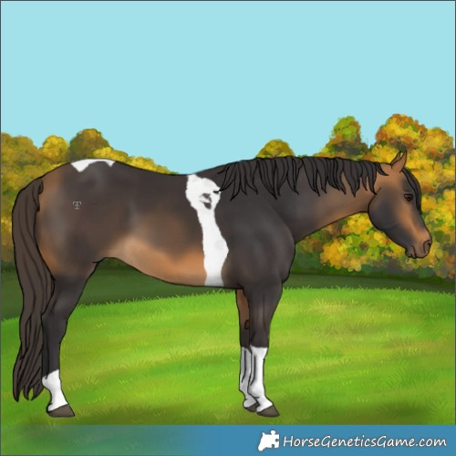 Horse Color:Buckskin Tobiano 