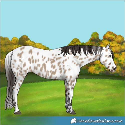 Horse Color:White Spotted Liver Red Dun Appaloosa