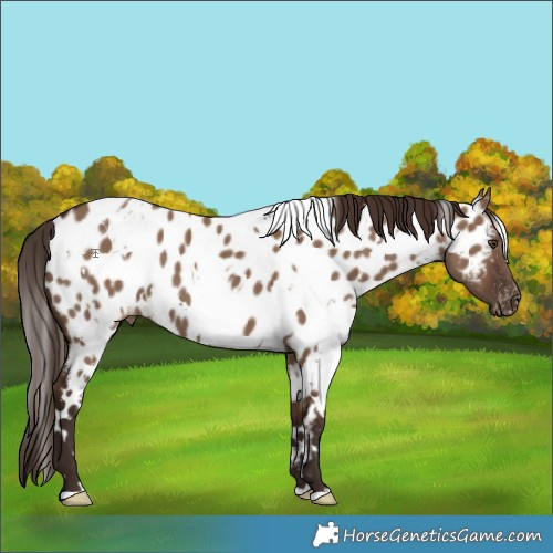 Horse Color:White Spotted Liver Red Dun Near Leopard 