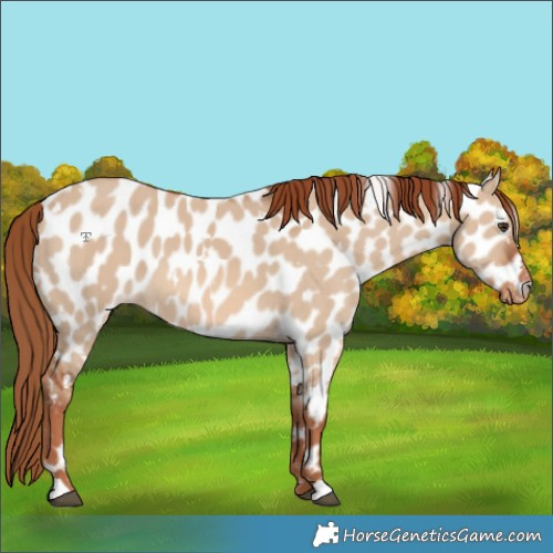 Horse Color:White Spotted Red Dun Appaloosa 