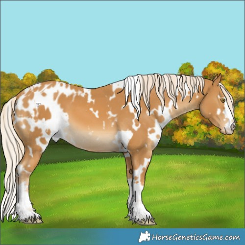 Horse Color:White Spotted Palomino Blanket 