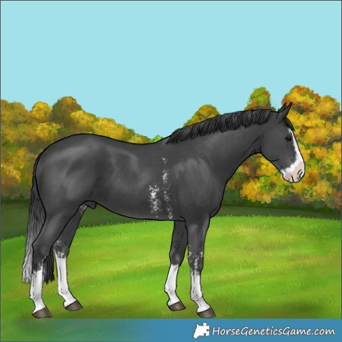 Horse Color:Black Sabino Splash 