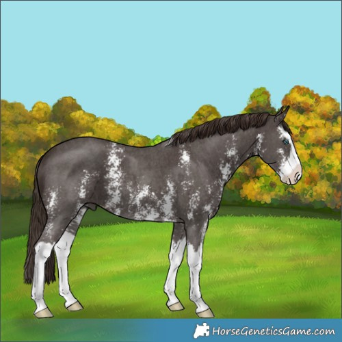 Horse Color:Liver Chestnut Sabino Splash 