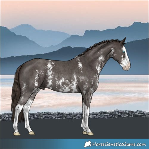 Horse Color:Liver Chestnut Sabino Splash