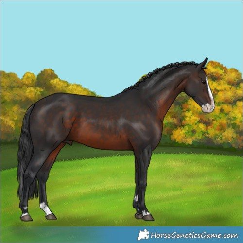 Horse Color:Brown Splash