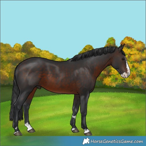 Horse Color:Brown Splash 