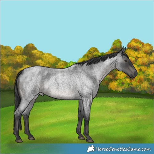 Horse Color:Blue Roan Rabicano 