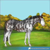 Horse Color:Brown Sabino Splash Varnish