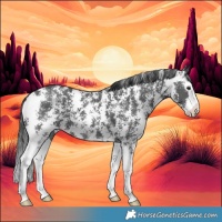 Horse Color:Black Sabino Splash 