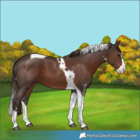 Horse Color:Liver Chestnut Sabino Splash Tobiano 