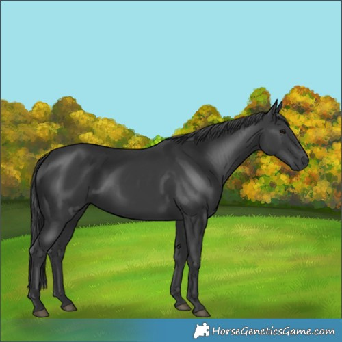 Horse Color:Black Rabicano 