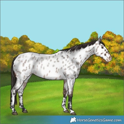 Horse Color:Brown Roan Dun Appaloosa Rabicano 