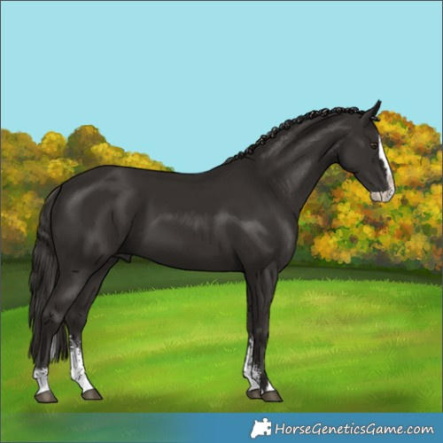 Horse Color:Liver Chestnut Sabino Splash