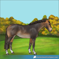 Horse Color:Buckskin