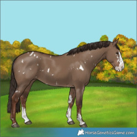 Horse Color:White Spotted Liver Red Dun Sabino Splash 