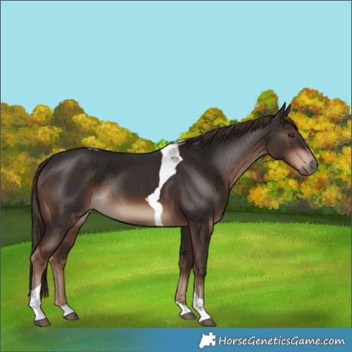 Horse Color:Liver Chestnut Tobiano Rabicano 