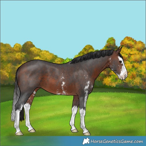 Horse Color:Brown Sabino Splash 