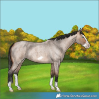 Horse Color:Bay Roan Dun Splash Frame Rabicano 