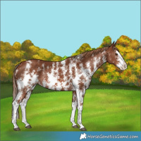 Horse Color:Chestnut Sabino Splash
