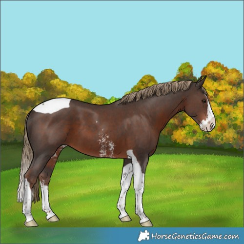 Horse Color:Liver Chestnut Sabino Splash Tobiano 