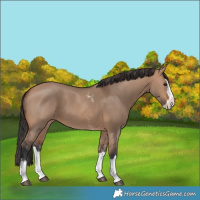 Horse Color:Bay Dun Sabino Splash 