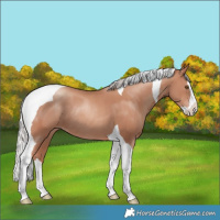 Horse Color:Silver Classic Champagne Splash Tobiano Rabicano 