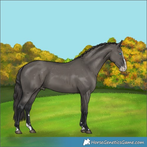 Horse Color:Grullo Splash Varnish 