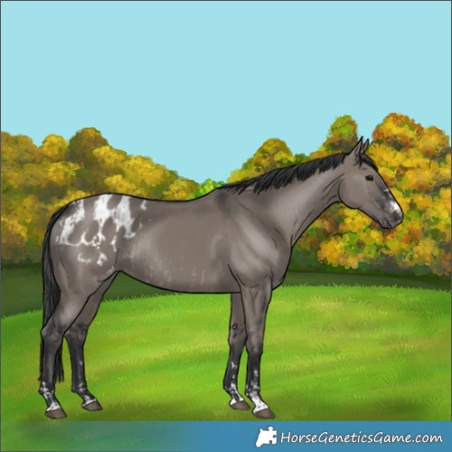 Horse Color:Smoky Grullo Rabicano  and Grullo Appaloosa Rabicano 