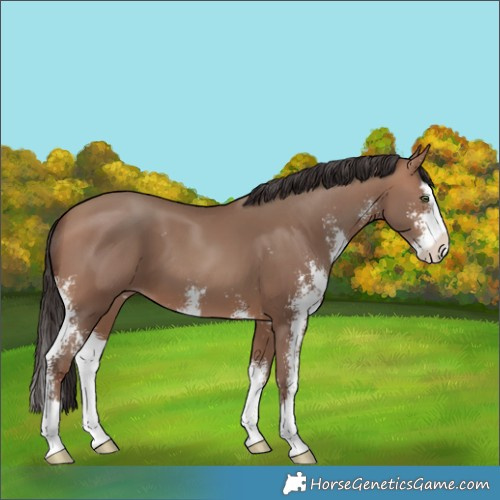 Horse Color:Sable Champagne Sabino Splash 