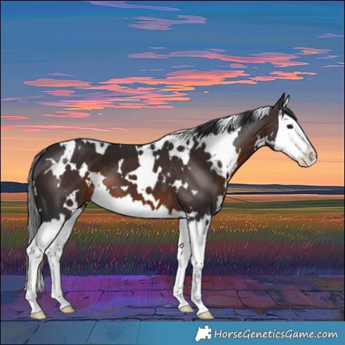 Horse Color:White Spotted Brown Splash