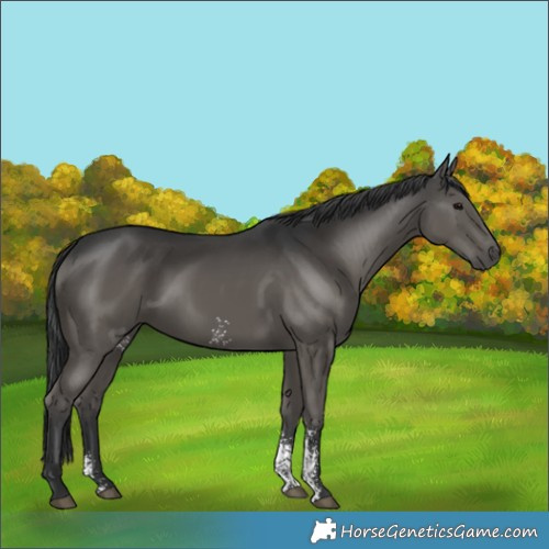 Horse Color:Black Sabino 