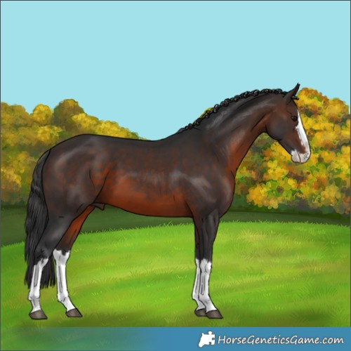 Horse Color:Brown Splash Rabicano