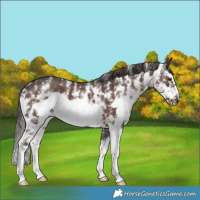 Horse Color:Liver Chestnut Sabino Splash Frame