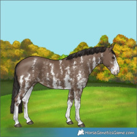 Horse Color:Liver Red Dun Sabino Splash Rabicano 