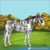 Horse Color:Liver Chestnut Sabino Splash 