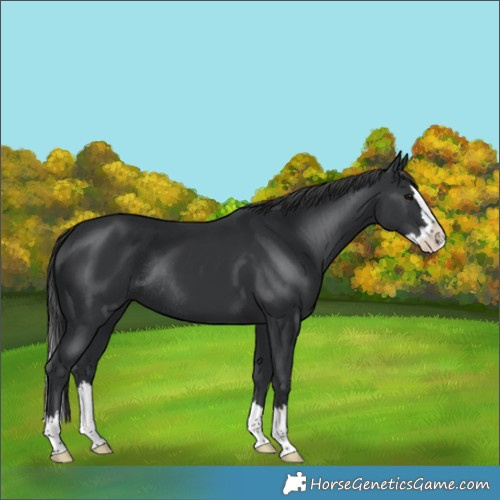 Horse Color:Black Splash Rabicano