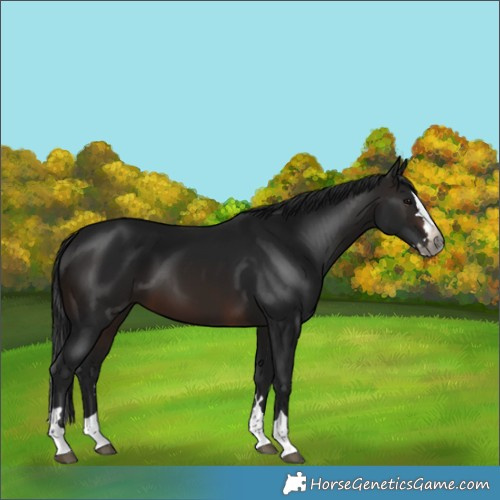 Horse Color:Gray Brown Splash