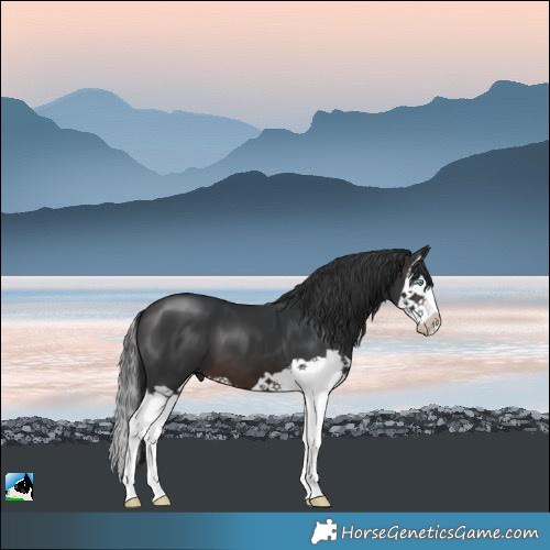 Horse Color:Brown Splash 