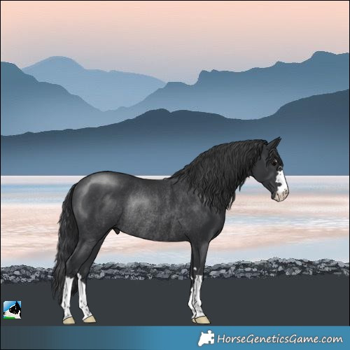 Horse Color:Black Rabicano
