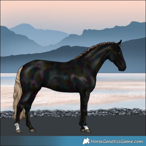 Horse Color:Midnight Liver Chestnut